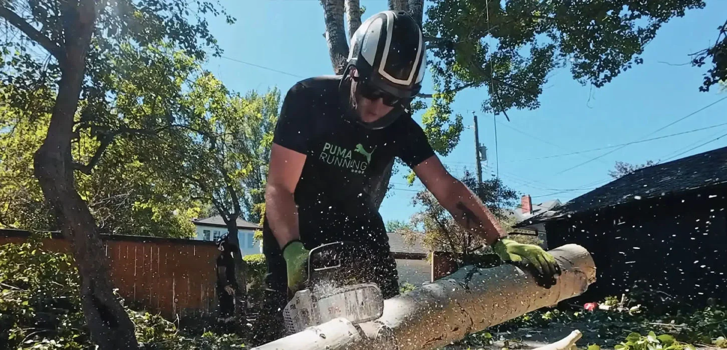 Titan Tree arborist cutting a large tree in Calgary