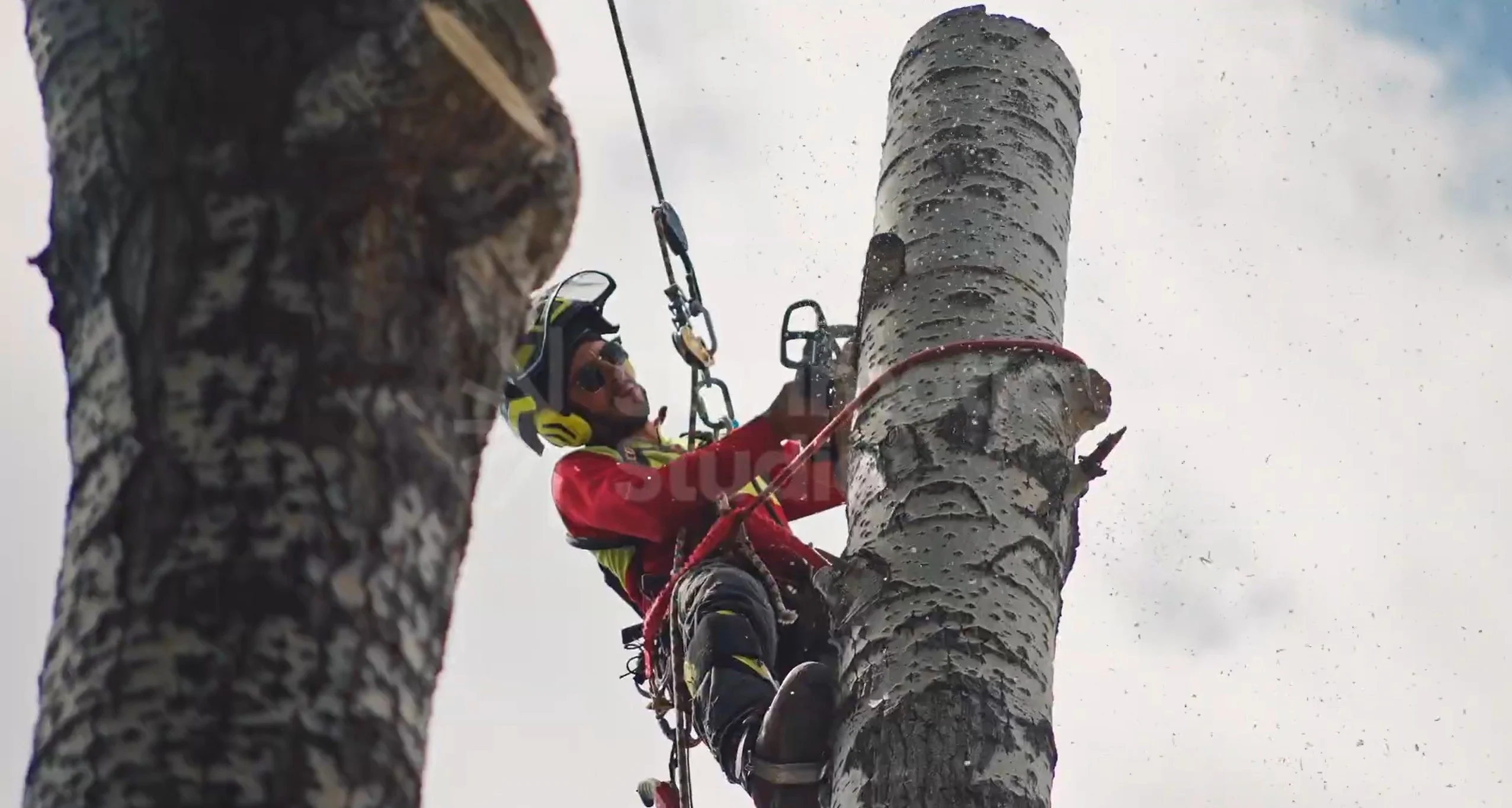 Titan Tree arborist high in a tree during a removal in Calgary