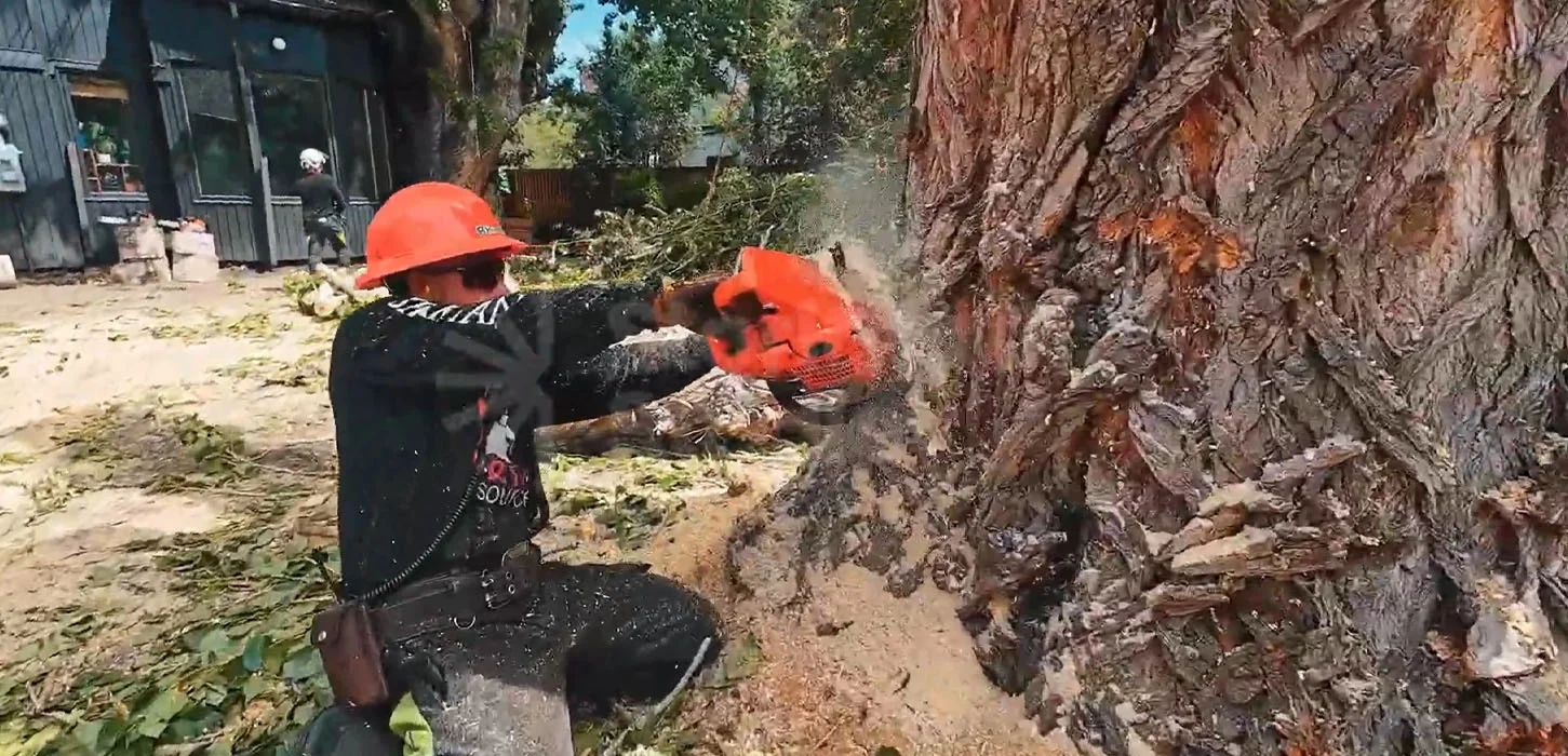 Ground crew guiding a lowered limb clear of a property